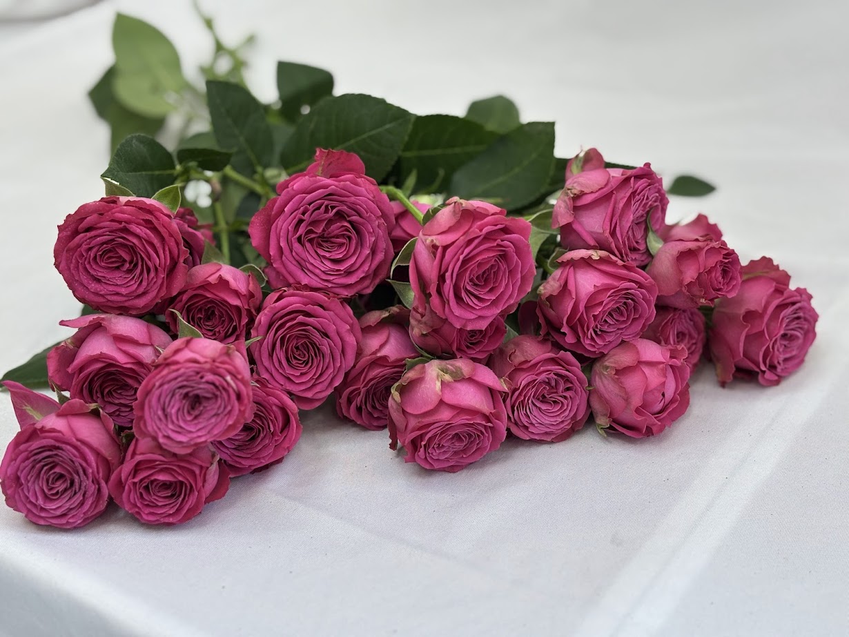 Premium Spray Roses